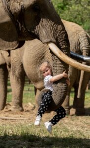 elephant, trunk, tusks-7192205.jpg