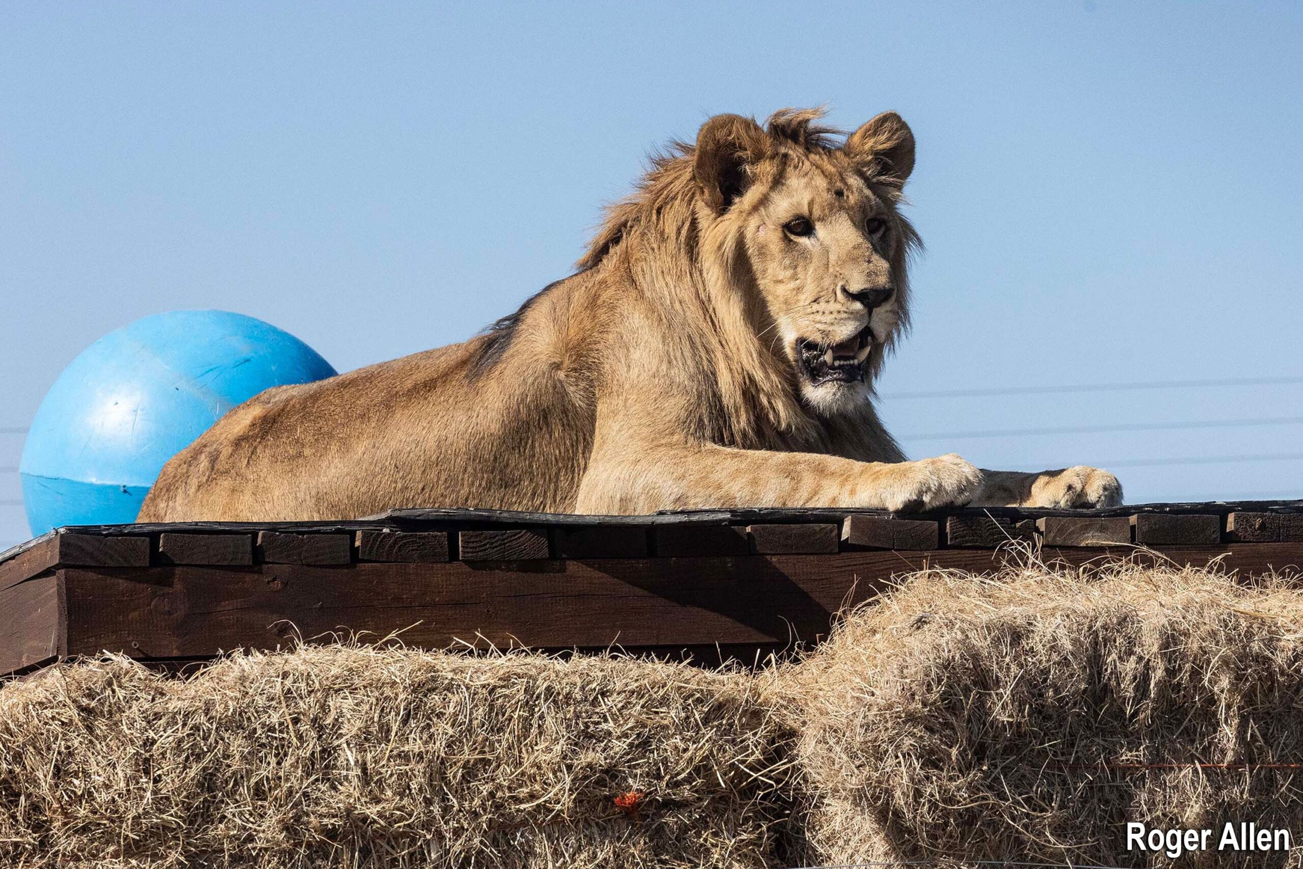From Abandoned Pets to African Royalty as the Rescued Lions from kuwait Find New Life