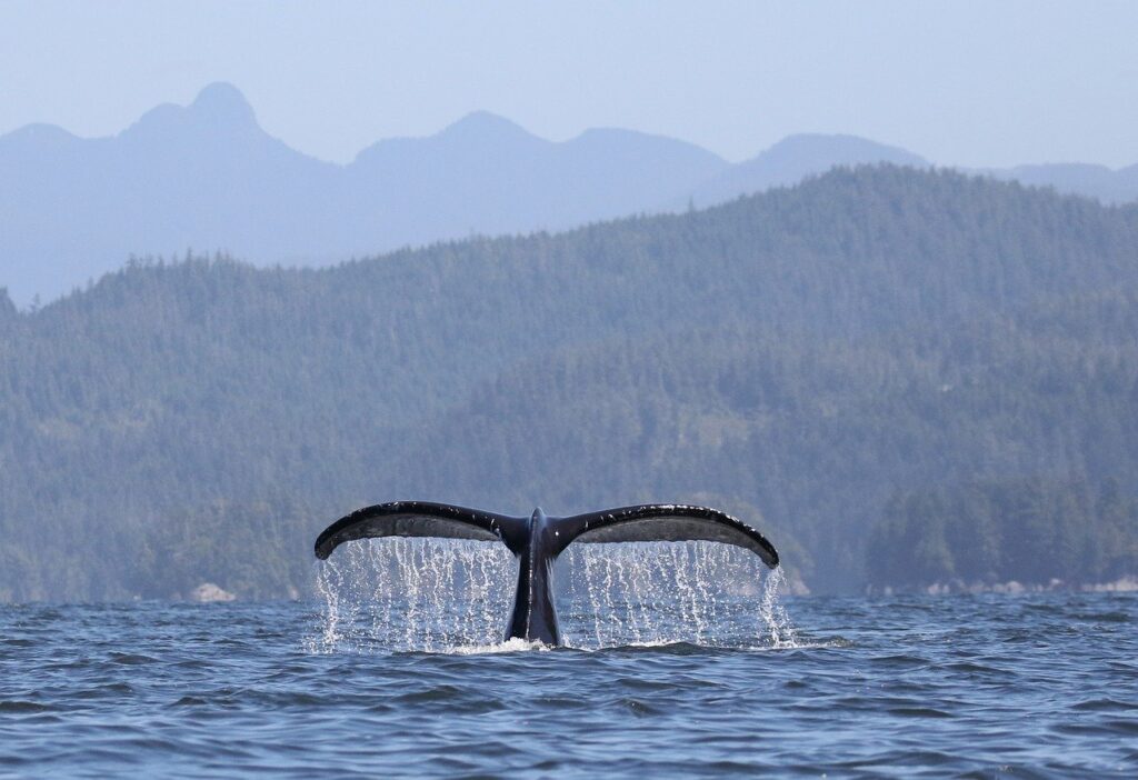 whale, humpback whale, canada-7804161.jpg