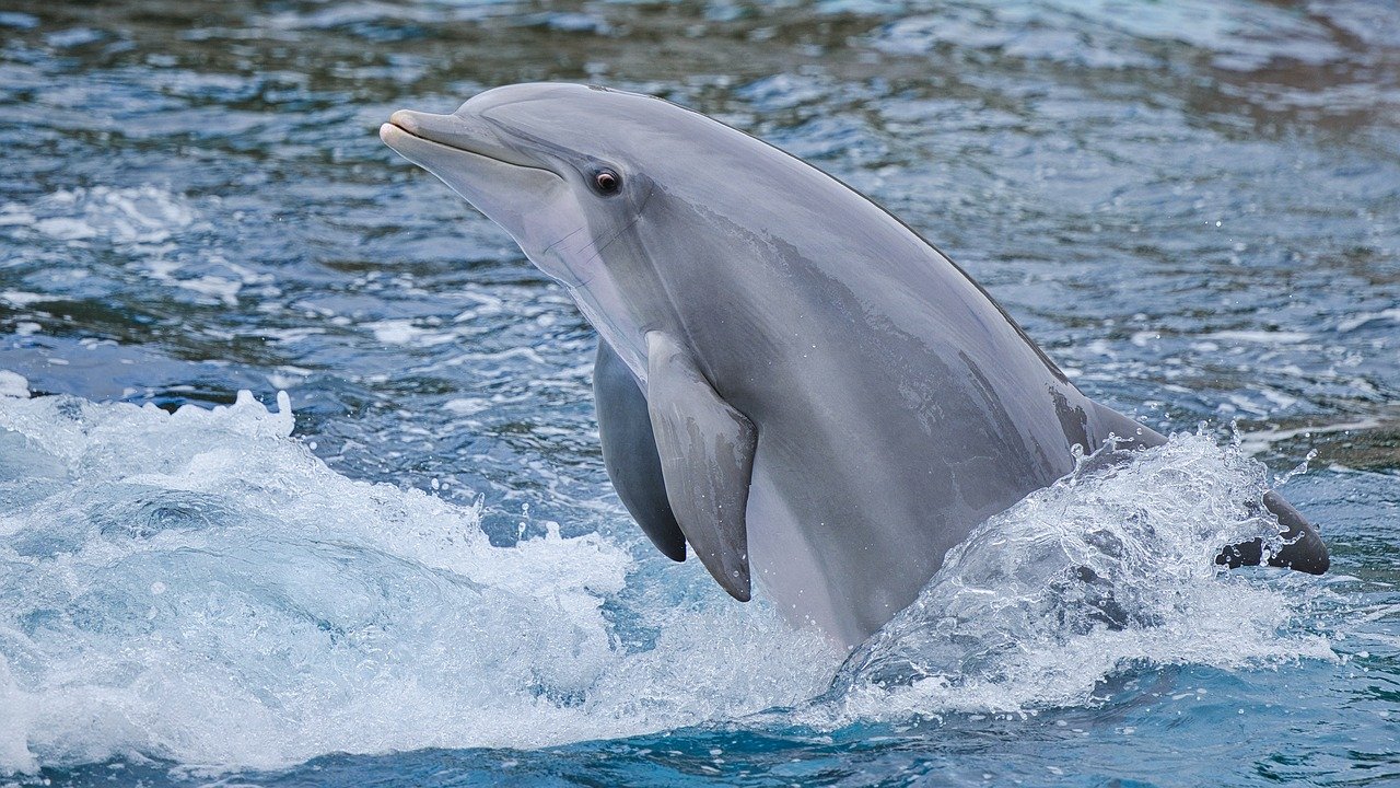 dolphin, animal, mammal