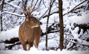 animal, deer, buck