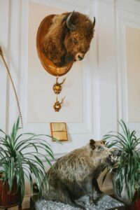 Taxidermy exhibit featuring a bison head and wild boar in an indoor setting with ornamental plants.