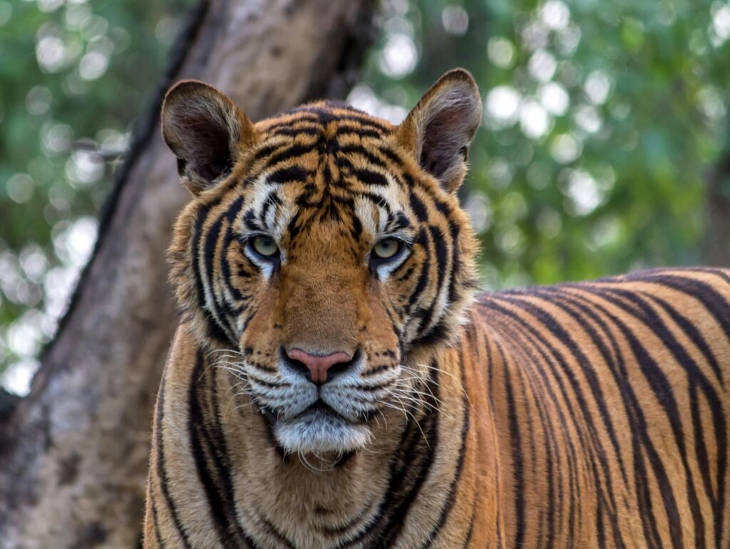 Close-up of a Bengal tiger in the wild, showcasing its striking stripes and intense gaze.