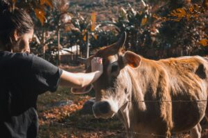 A woman gently pets a cow in an outdoor farm setting under warm sunlight.
