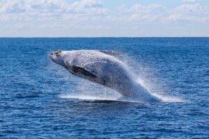 fish, nature, ocean, sea, sky, swimming, water, whale, blue fish, blue ocean, blue fishing, whale, whale, whale, whale, whale