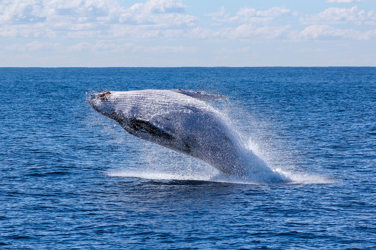 fish, nature, ocean, sea, sky, swimming, water, whale, blue fish, blue ocean, blue fishing, whale, whale, whale, whale, whale