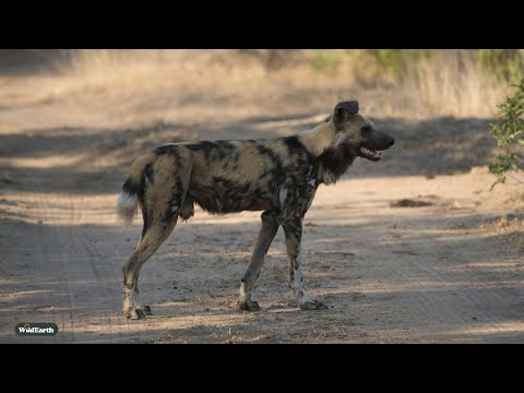 Wild dogs and rhino cuteness – SafariLIVE Sunset – 30 March 2025