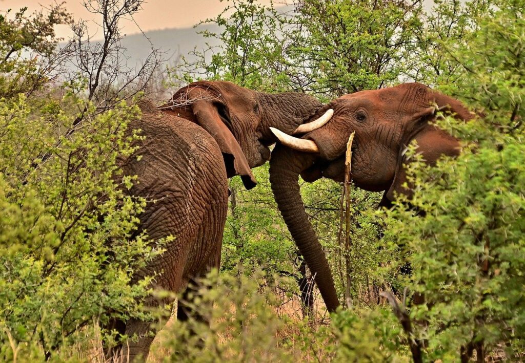 elephants, wilderness, safari, south africa, nature, grass, forest, country, animals, wildlife, safari, safari, south africa, south africa, country, wildlife, wildlife, wildlife, wildlife, wildlife