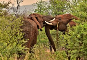 elephants, wilderness, safari, south africa, nature, grass, forest, country, animals, wildlife, safari, safari, south africa, south africa, country, wildlife, wildlife, wildlife, wildlife, wildlife