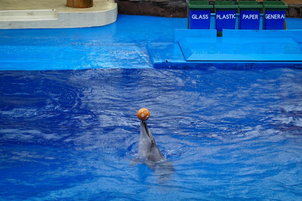Playful dolphin balances a ball in an indoor aquarium setting. Captivating aquatic performance.