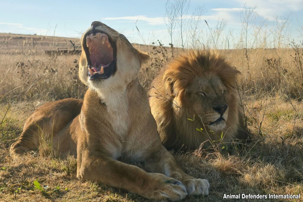 9. Coralie (L) & Goliath (R) at ADIWS