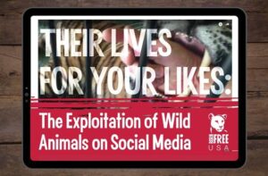 Wildlife Exploitation for Entertainment: The Dangerous Rise of Social ...