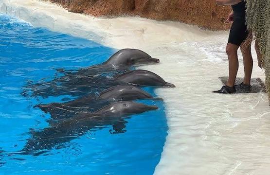 The Tanks Are Emptying: Inside the Global Collapse of the Dolphin Captivity Industry