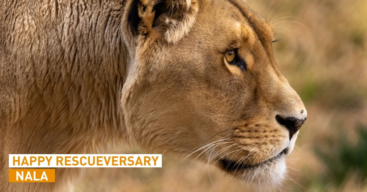 From a French Circus Wagon to Queen of the Enclosure: The Story of Lioness Nala
