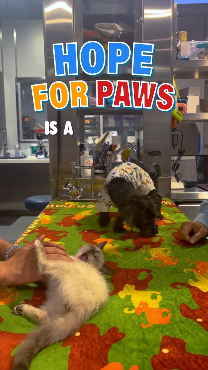 Thirteen Surgeries in One Day: Inside the Real Cost of Keeping a Rescue Running