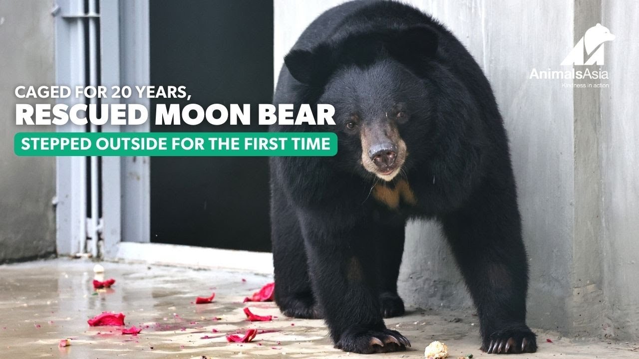 After Twenty Years in a Cage, a Moon Bear Finally Learns to Choose Freedom on Her Own Terms