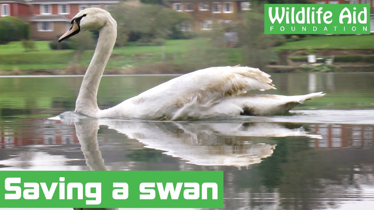 The Swan That Crash Landed Into a Bramble Patch, and the Diving Catch That Saved Him