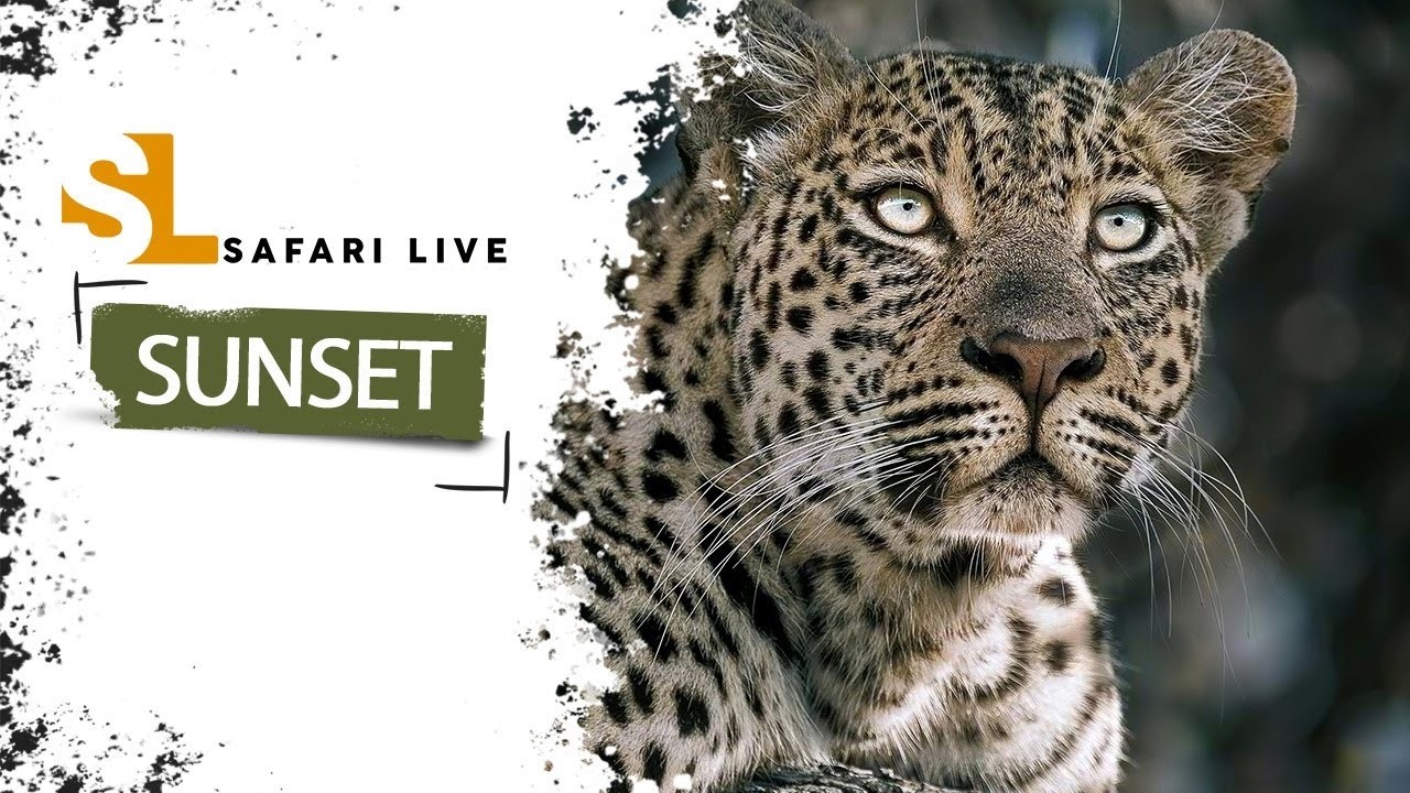 Three Hours, No Script: Inside SafariLIVE Sunset’s Nightly Broadcast From the African Bush