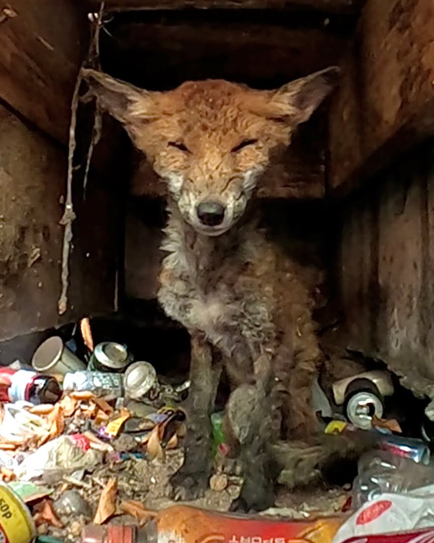 A Fox Cub Trapped Beneath a Concrete Bench, and the Firefighters Who Joined the Rescue