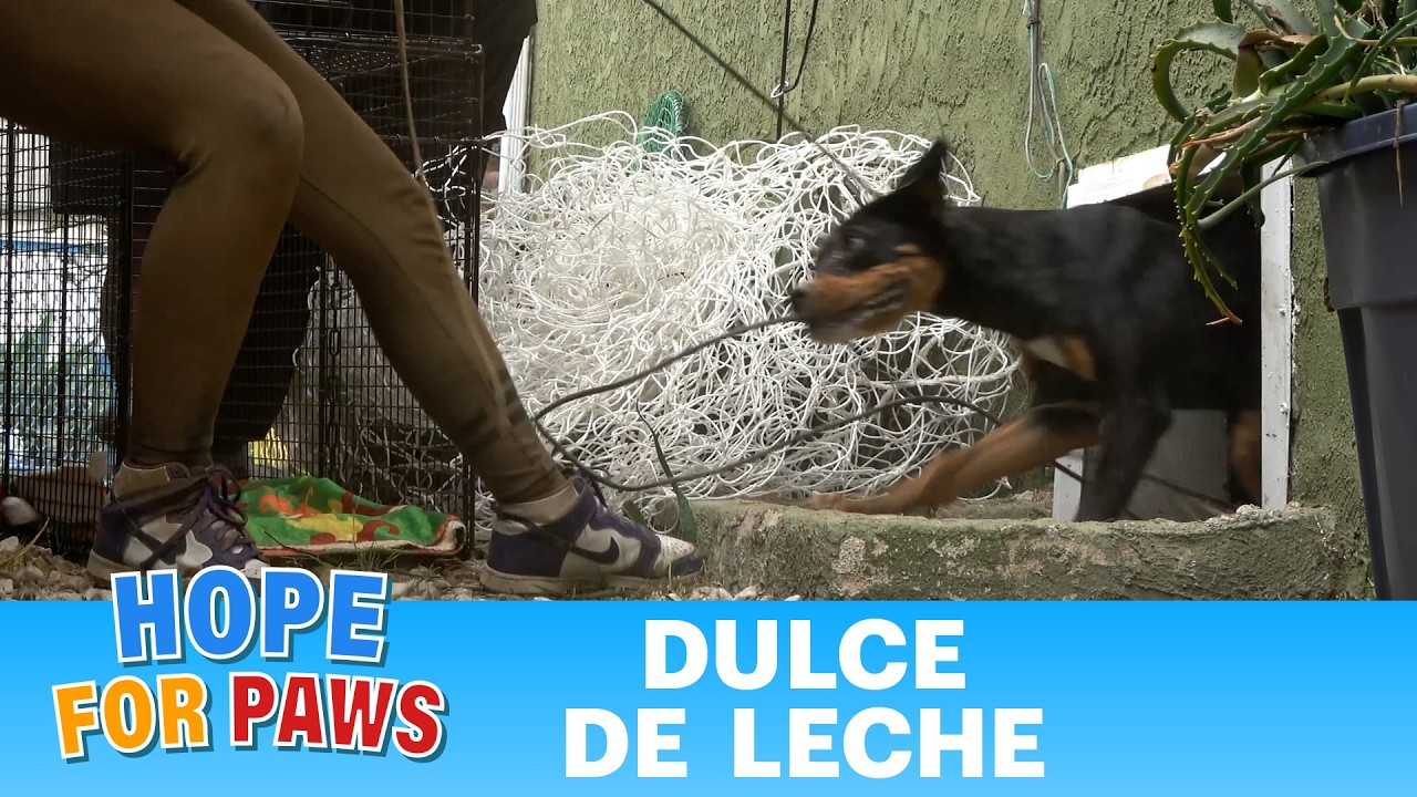For Two Weeks, Neighbors Heard Her Crying Under the House Every Night. Then Someone Found Hope For Paws.