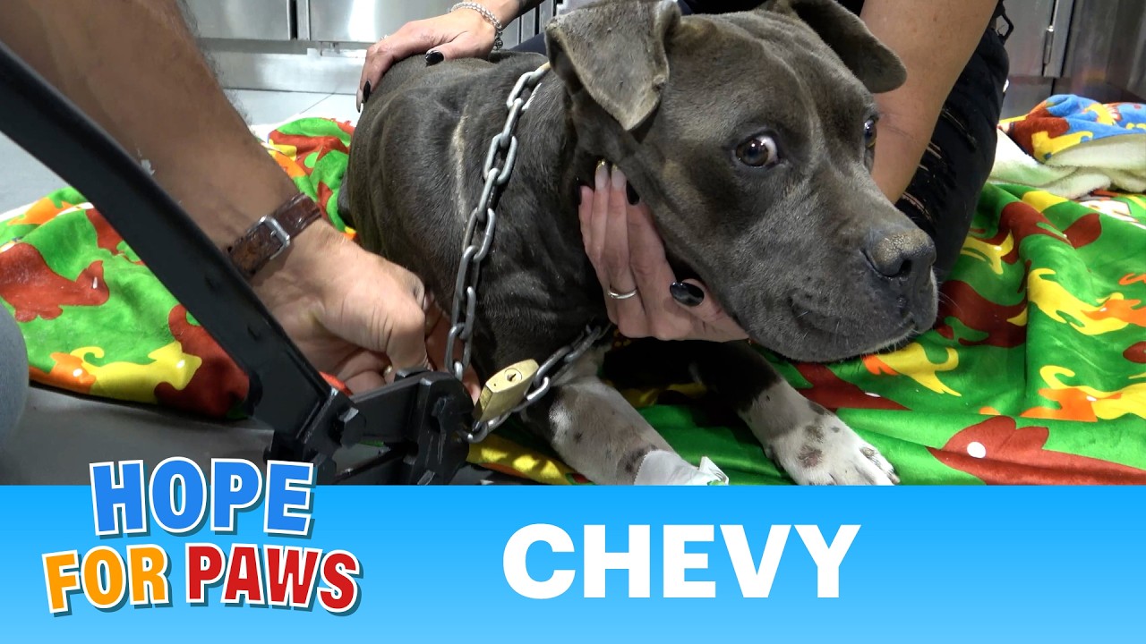 His Owner Dragged Him 300 Feet From a Moving Truck. Then Surrendered Him to Hope For Paws. Now Watch What Happens.